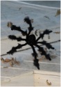 Araña negra flexible de 20 pulgadas