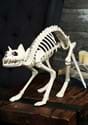 Gato esqueleto