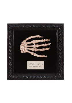Mano de esqueleto de muestra de laboratorio