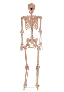 Esqueletos con soporte de tamaño natural