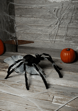36 '' Giant Jumping Spider_Update