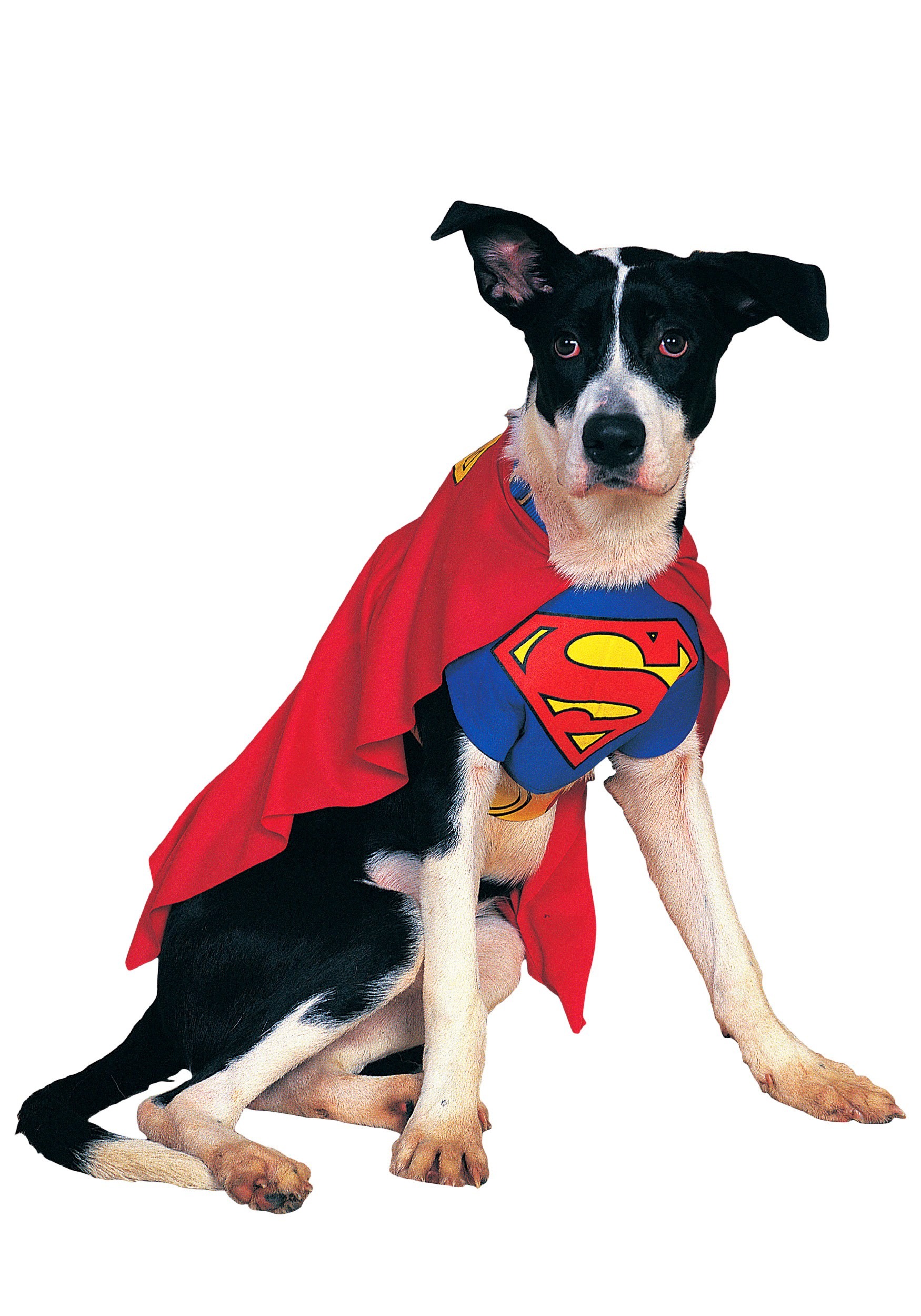 querido Bolsa erección Disfraz para perro de Superman